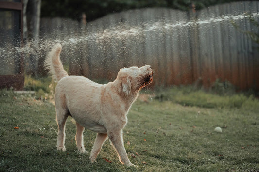 Splash Pad